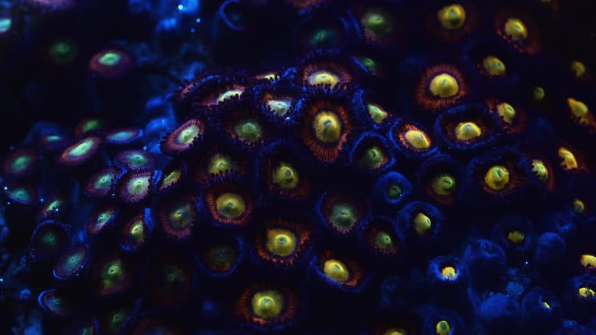 Time lapse of a sea anemone opening and closing its mouths on an aquarium tank