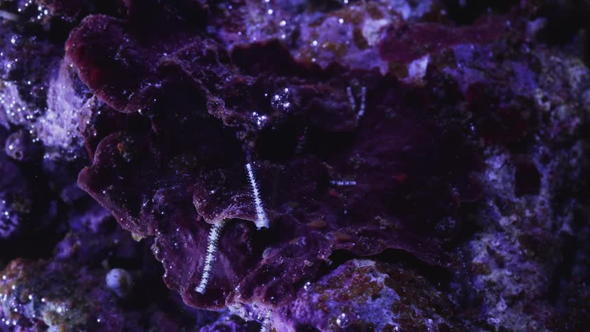 Close up of purple coral reef in time lapse