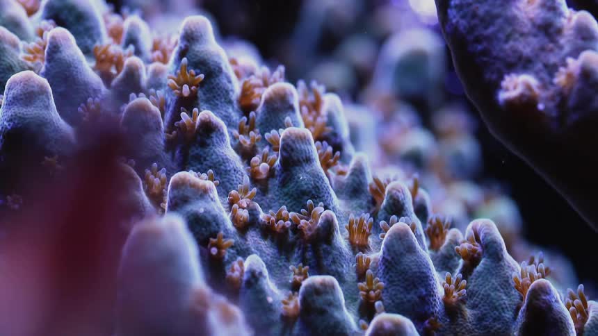 Time lapse view of organisms on the ocean floor is displayed