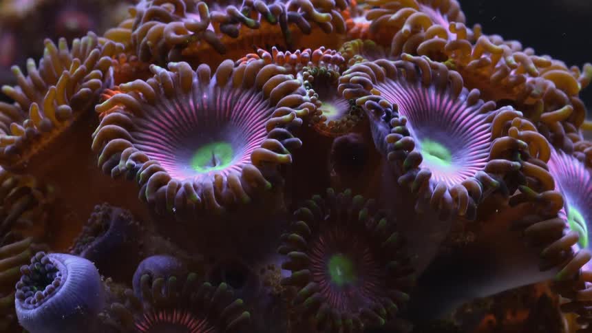Time lapse close up of an anemone feeding inside an aquarium under bright blue lights