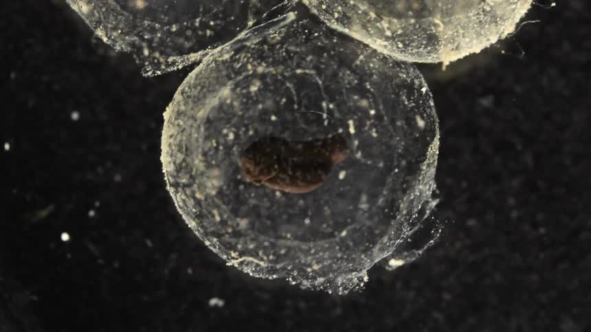Round clear sea life underwater in darkness