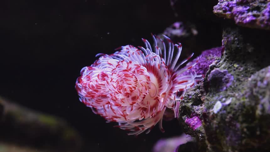 Time lapse of the ocean floor is displayed