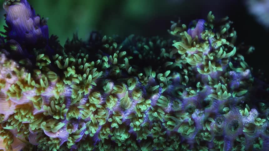 A view of a coral reef