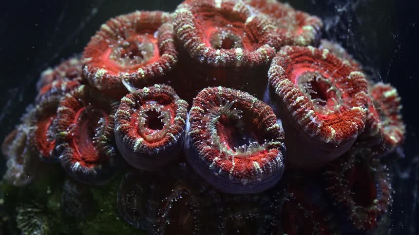 Time lapse close up of an anemone feeding inside an aquarium under bright blue lights