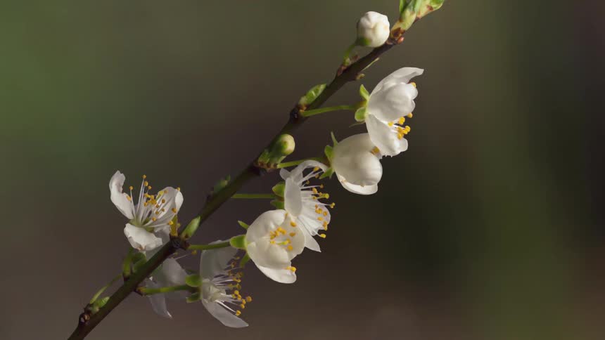 Time lapse view of a flowering blossoming during spring
