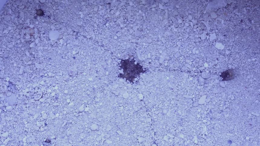 Time lapse of a starfish digging itself down the sand at the bottom of an aquarium tank
