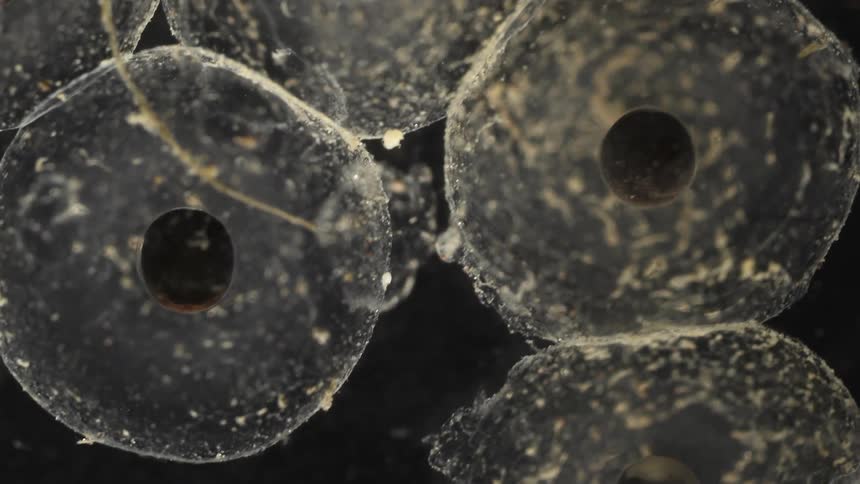 Extreme close up and time lapse of fish eggs maturing inside an aquarium tank
