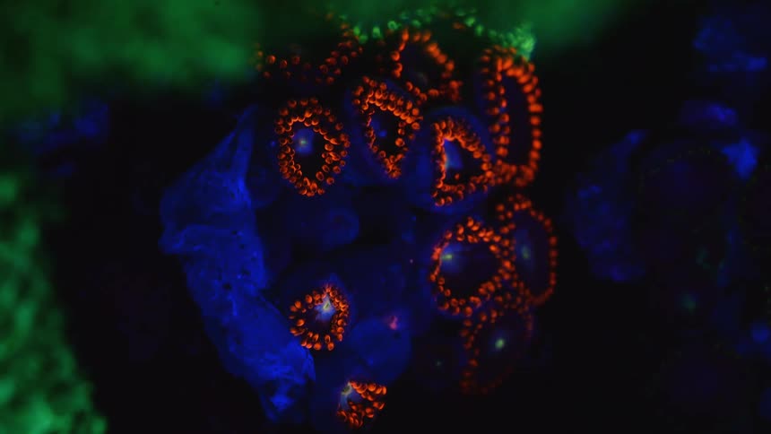 Zoanthids are moving and glowing underwater among other sea life