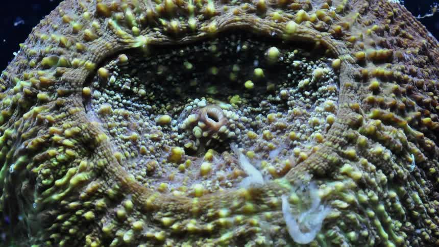 Close up of coral in time lapse