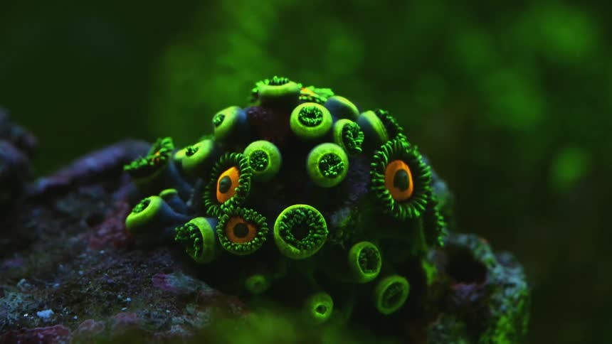 Close up of green polyps on coral waving their tentacles