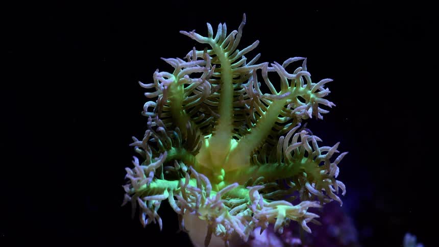 Closeup of coral opening tentacles in time lapse