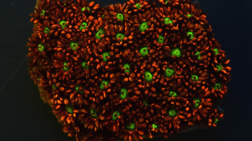 An organic red substance with many green eyes is constantly moving in the darkness