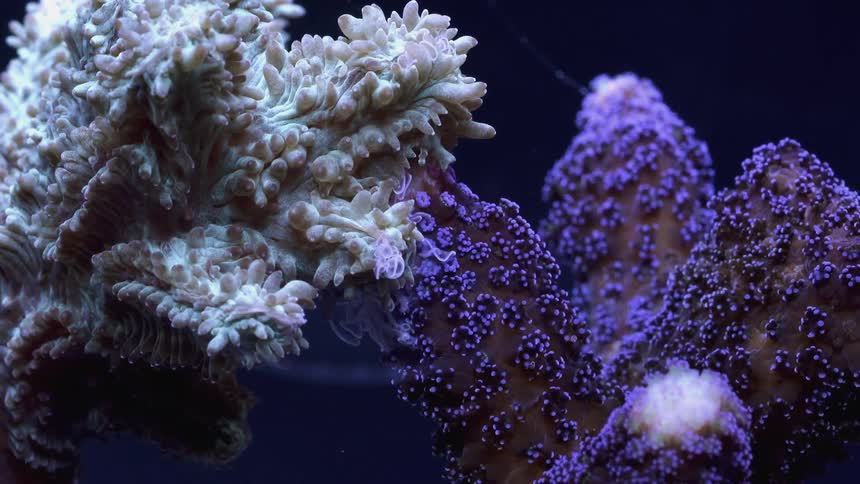 Time lapse of sea anemone wiggling its appendices on an aquarium tank