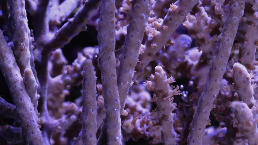 Time lapse view of ocean coral is displayed