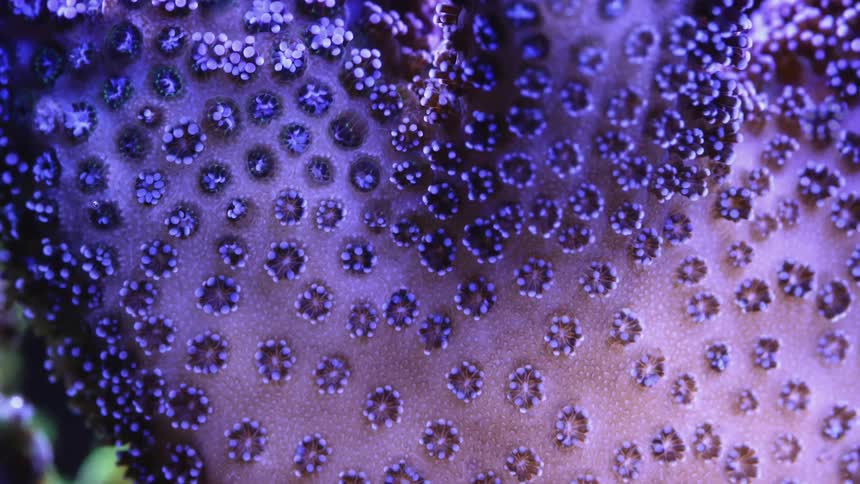 Brightly colorful coral polyps open as they filter feed from ocean water