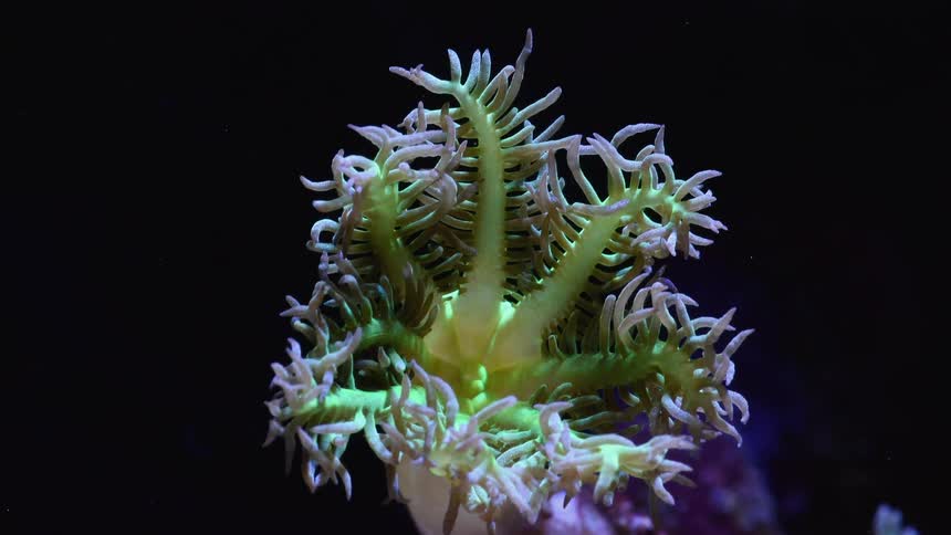 Time lapse view of coral growing in the ocean water