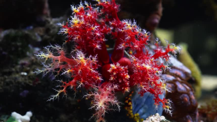 Time lapse of a red sea anemone wiggling its appendices on an aquarium tank