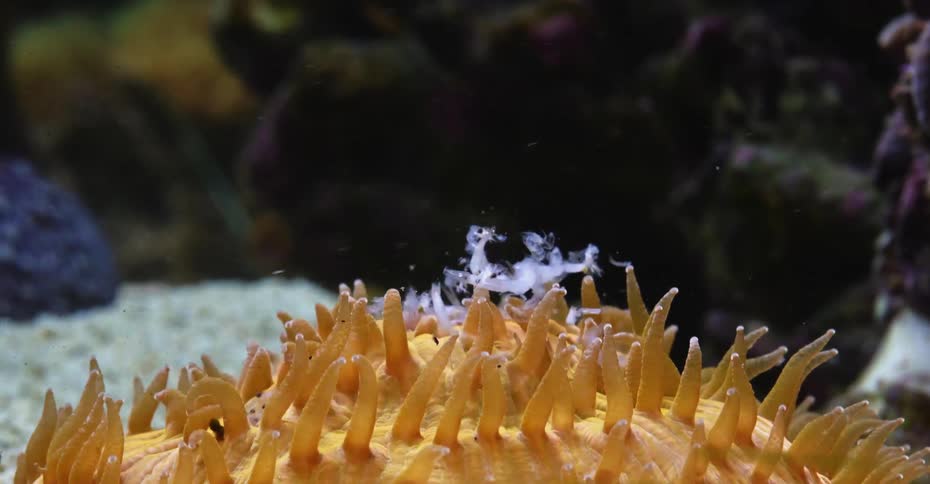 Time lapse close up of an anemone feeding inside an aquarium under bright blue lights