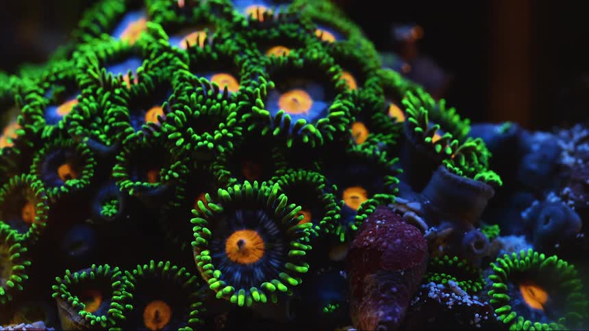 Close up of green small coral polyps in time lapse