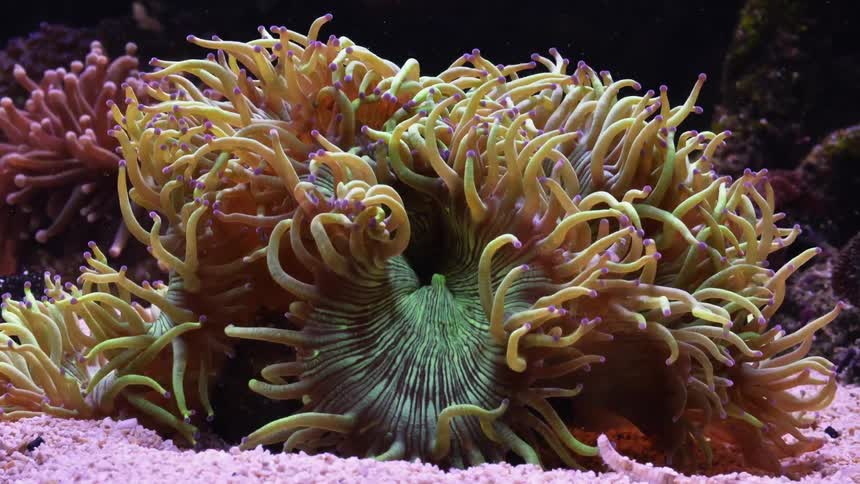 Closeup of coral with tentacles and starfish in water
