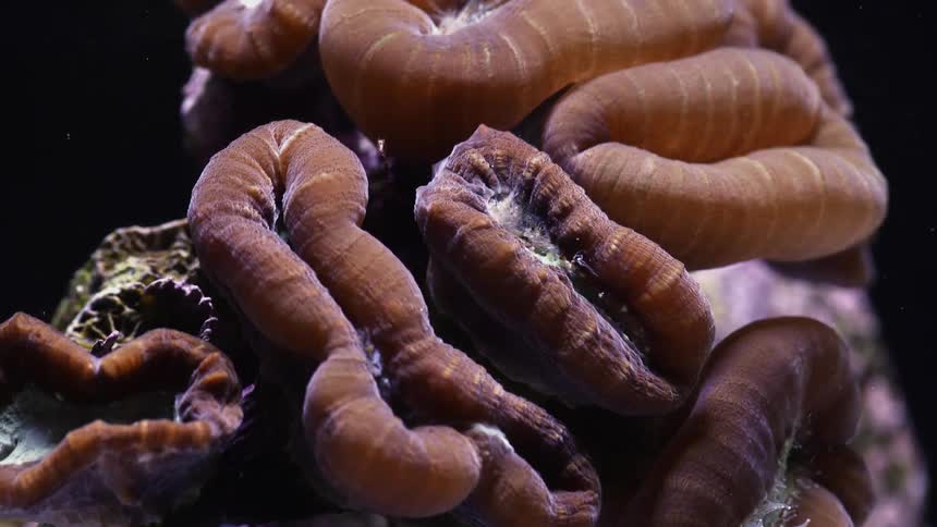 Time lapse view of organisms in the ocean is displayed