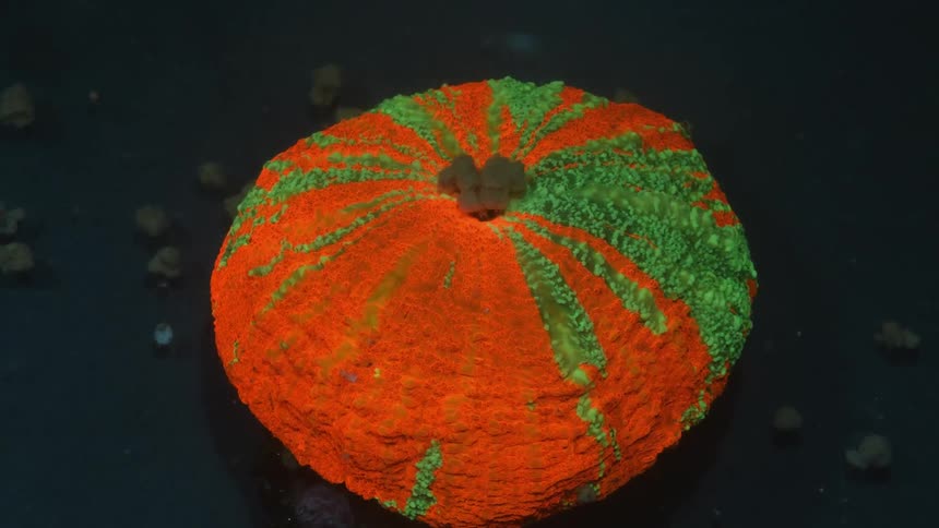 An orange and green marine life underwater