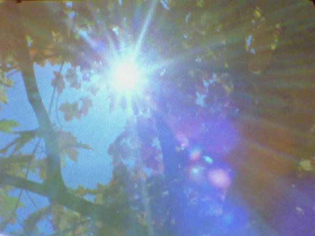 Sunlight shines through the top of trees