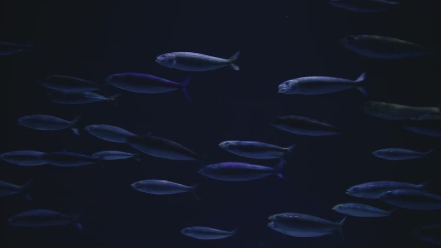 Single fish of one species swims with school of another species