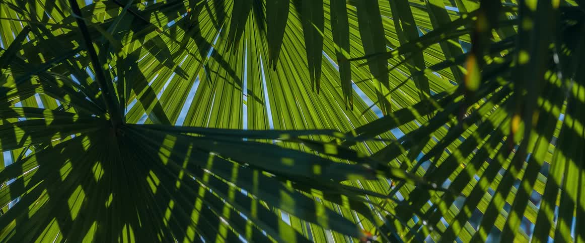 Close up of green mexican fan palm leaves