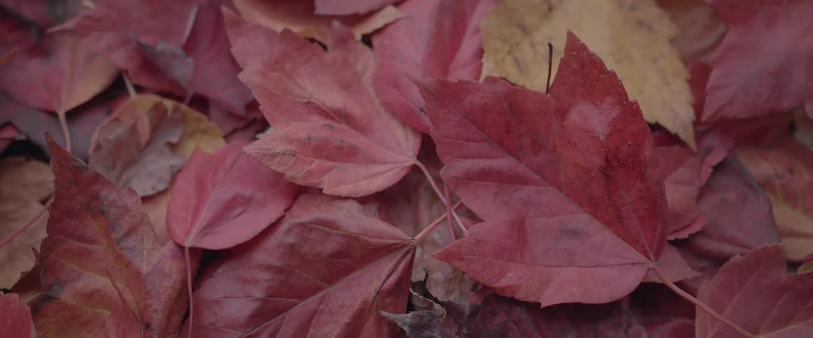 Close up of brown and red leaves on the ground