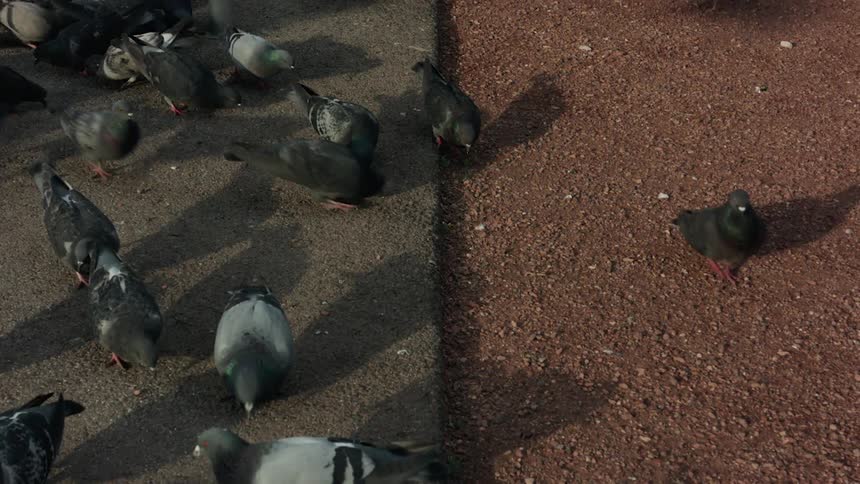 A group of doves eats seeds on asphalt road