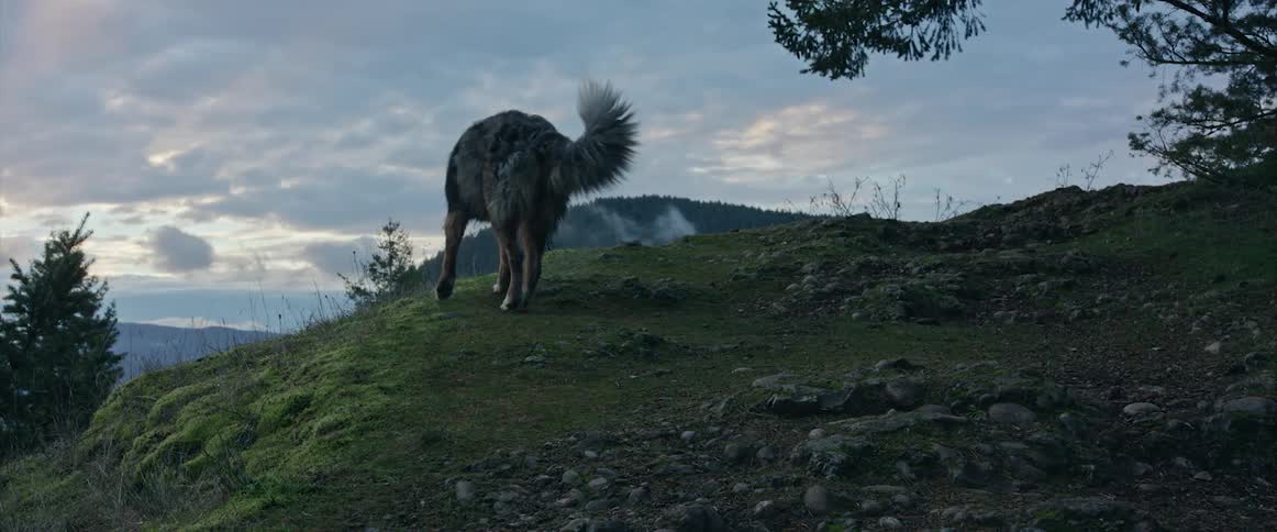 A dog is standing outdoors during the spring time