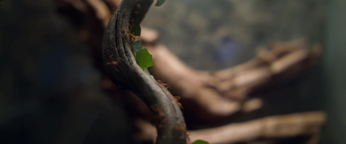 Ants carry green leaves on tree branch