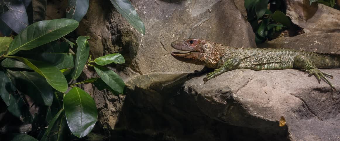 A view of a lizard laying on rocks