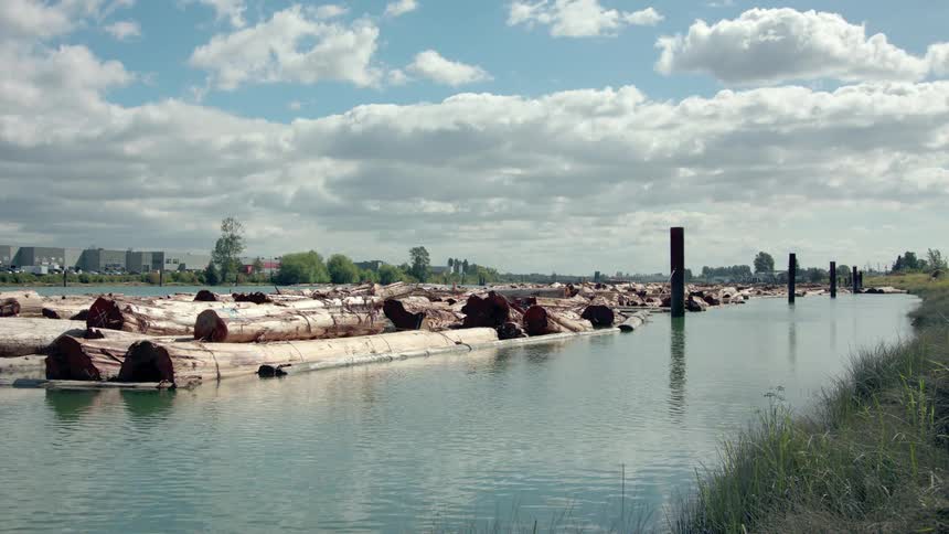 Logs dammed up near the waters edge with clouds and blue skies