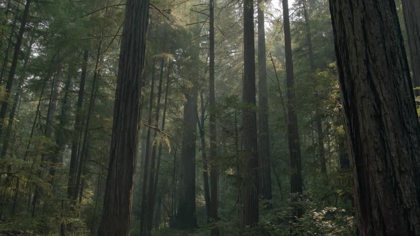 Sunlight shines through tall trees in the forest