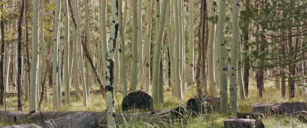 Landscape of tall tree trunks in the woods