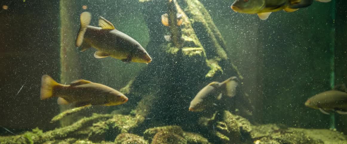 Fishes swimming on the cloudy water inside an aquarium tank
