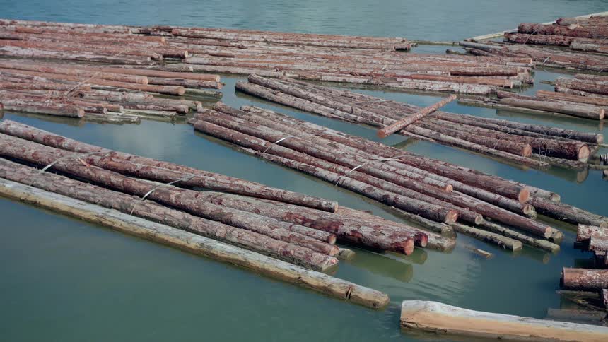 Bundles of logs resting in the shallow waters of a river during the day
