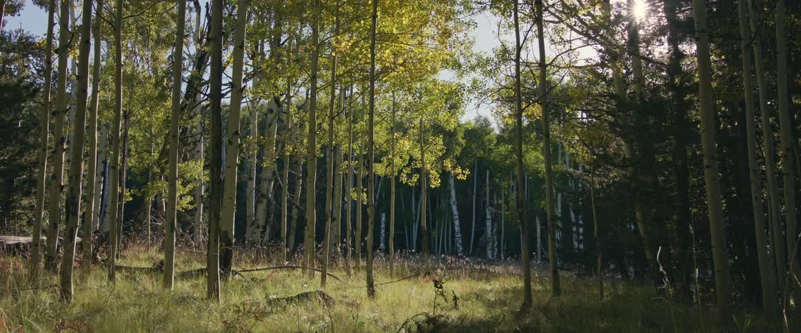 Thin trees in a relatively open section in a forest during the day