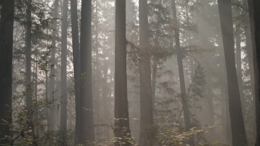 Fog shrouds a forest of tall trees during the day