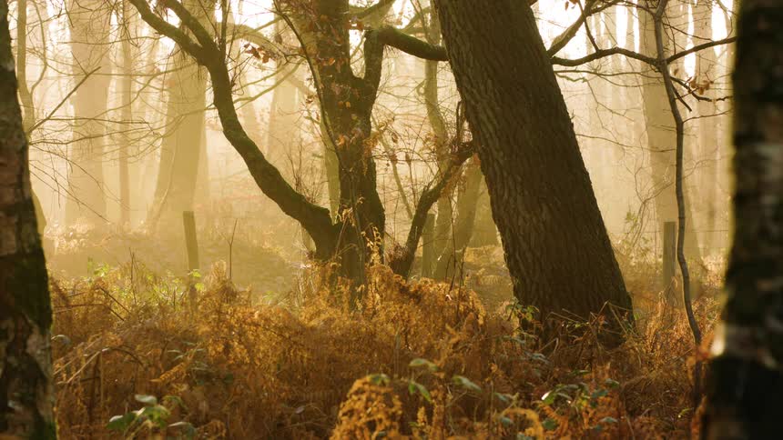 Landscape of autumn forest with brown plants as the sun shines brightly