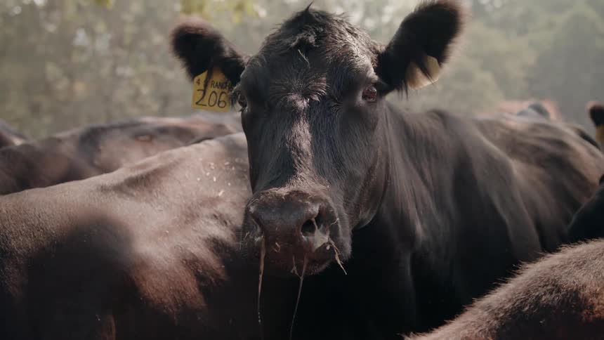 Close up of the head of a cow standing in the countryside with the herd