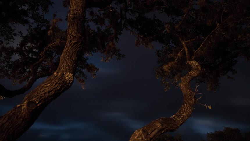 Time lapse view of trees in a forest is displayed