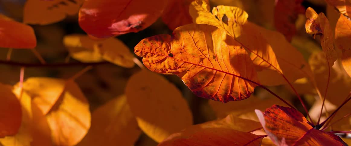 Closeup of brown tree leaves in autumn forest