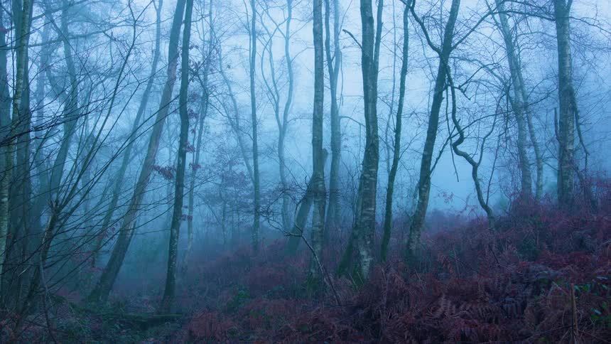 Leafless trees in a forest against a blue sky
