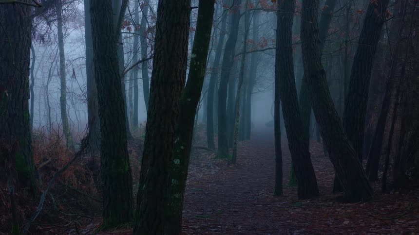 Landscape of foggy and calm autumn forest