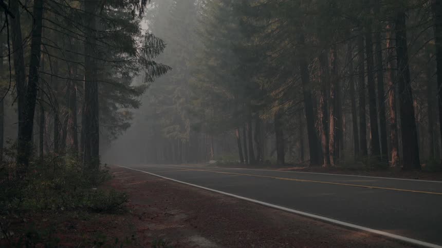 A deserted road through the serene pine tree forest in the mist at morning