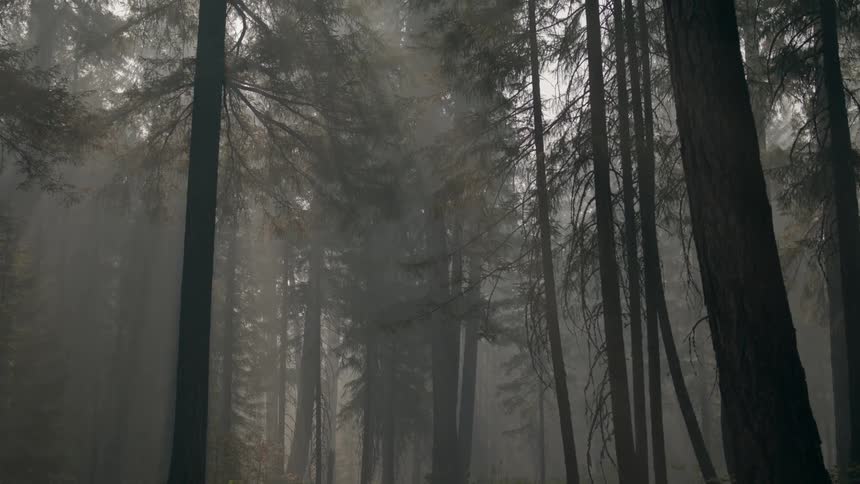 Rays of sunlight shine though the trees in a foggy forest