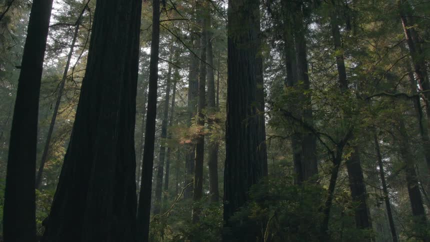 A view of trees in a forest is displayed during spring
